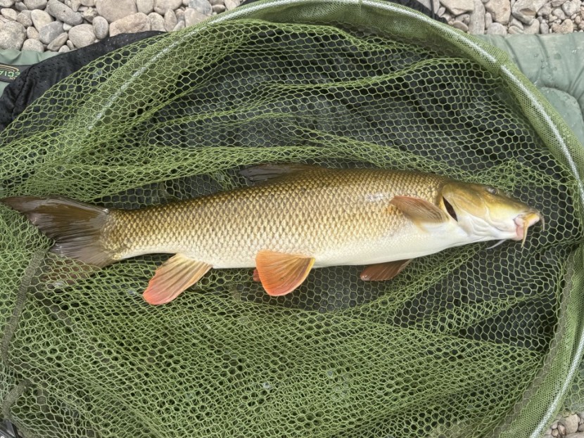 Home Fishery - Alan Trevett from Basingstoke